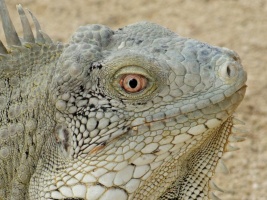 Iguana IMG 5651